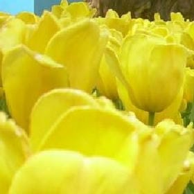 江山在握的头像