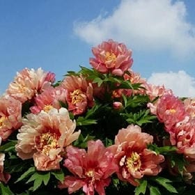 柠檬色的音符的头像