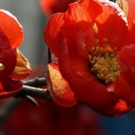 浅苏为你而生的头像