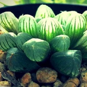 散了烟味的头像