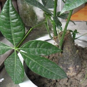 我想脚踏五支船的头像