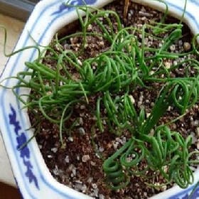 走一场野的头像