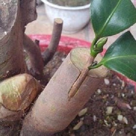 眼瞎耳聋嘴犯贱的头像