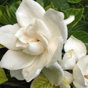 紫色爱恋的头像