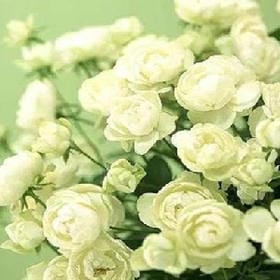 浅若梨花落的头像