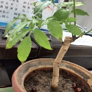 落墨点清颜的头像