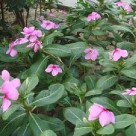 云野摘星的头像
