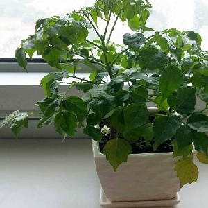 好了都怪我的头像