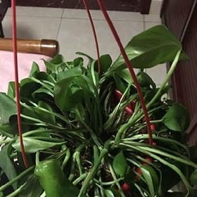 掉了颗大白兔的头像