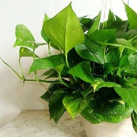 坚持可爱的头像