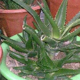 风扬起思念的头像