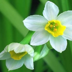 樱花树下的约定的头像