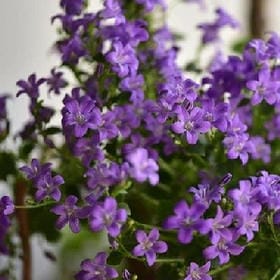 可爱满身的头像