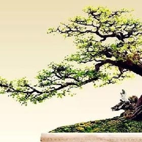 阡陌之绿的头像