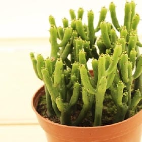 宇宙访客的头像