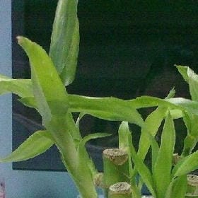 走过星野灿烂的头像