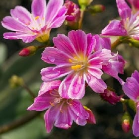 蜜桃苏打水的头像