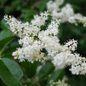 污味小仙女的头像