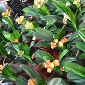 北岛信物的头像