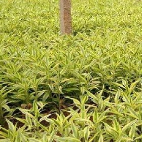 骑着蜗牛追着伱的头像