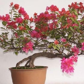 快乐的小孩的头像