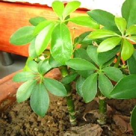 云朵贩卖机的头像