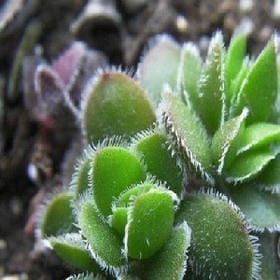 情深深雨萌萌的头像