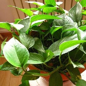 我走就是了的头像