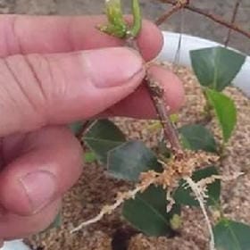 白馬啸西风的头像