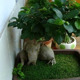 墨扇落花前的头像