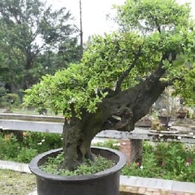 初末慕流年的头像