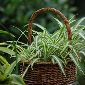 野马踏风来的头像