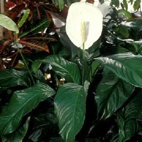 缥缈淡如风的头像