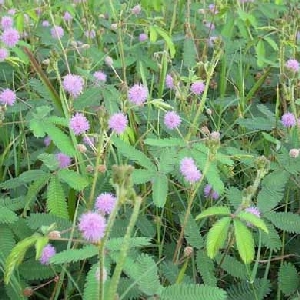 酒浊离人心的头像