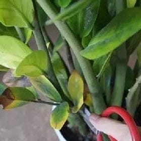 嘎吱嘎吱脆的头像