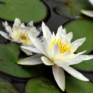 念旧怪伽的头像