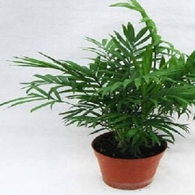 北悸安凉的头像