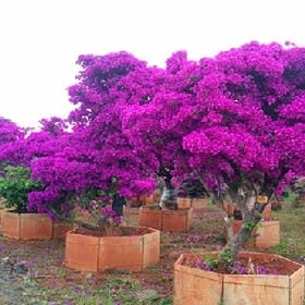 待伊人芬芳的头像