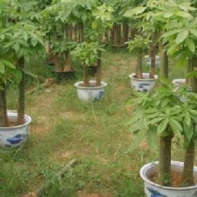 丑人多作怪的头像