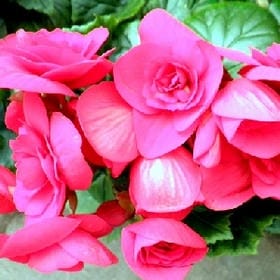 荒野风吹雪的头像