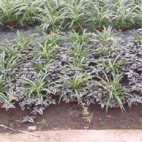 氧气萌主的头像