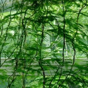 无敌草莓印的头像
