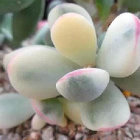 红颜为谁美的头像