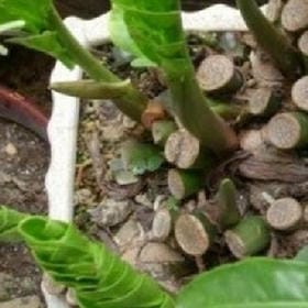 饮一杯月光的头像