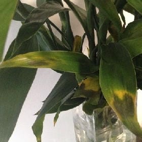 良宵婉君别的头像
