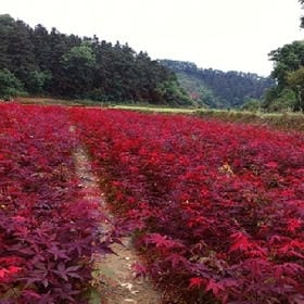 相思寄明月的头像