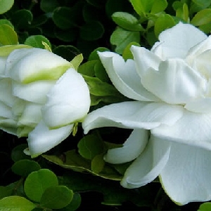 终究过了期的头像