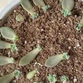 淡淡的优雅的头像