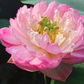 枯守一座城的头像