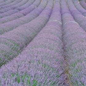 離開妳讓莪的头像